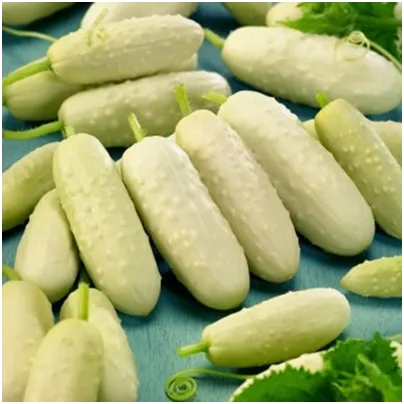 BIO okurka polní White Wonder - Cucumis sativus - bio osivo okurky - 10 ks