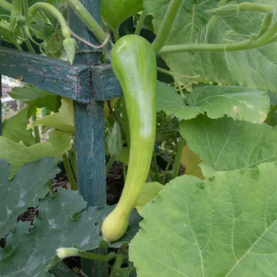 BIO Dýně muškátová Tromba d Albenga - Cucurbita moschata - bio osivo dýně - 6 ks