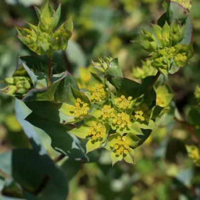 Prorostlík okrouhlolistý - Bupleurum rotundifolium B. griffithii - osivo prorostlíku - 60 ks