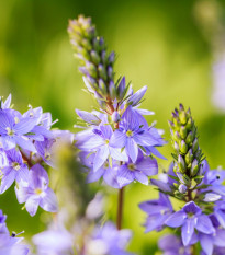 Rozrazil lékařský - Veronica officinalis - osivo rozrazilu - 30 ks