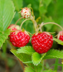 BIO jahodník stáleplodící Reine des Vallées - Fragaria ananassa - osivo jahodníku - 10 ks