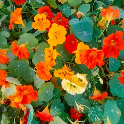 BIO Lichořeřišnice – Tropaeolum majus – bio osivo