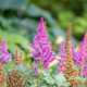 Čechrava čínská fialová - Astilbe chinensis - osivo čechravy - 10 ks