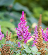 Čechrava čínská fialová - Astilbe chinensis - osivo čechravy - 10 ks