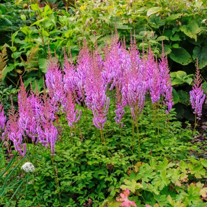 Čechrava čínská fialová - Astilbe chinensis - osivo čechravy - 10 ks