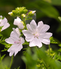 Sléz pižmový bílý - Malva moschata alba - osivo slézu - 50 ks