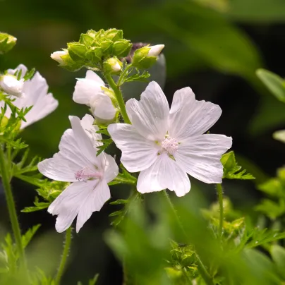 Sléz pižmový bílý - Malva moschata alba - osivo slézu - 50 ks