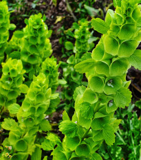 Irský zvonek - Moluccella laevis - osivo molučenky - 50 ks