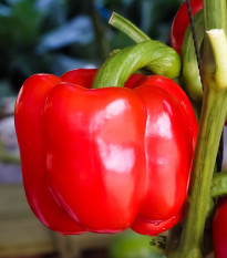 Paprika Beluga Red F1 - Capsicum annuum - osivo papriky - 5 ks