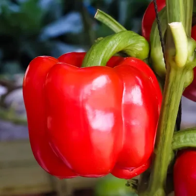 Paprika Beluga Red F1 - Capsicum annuum - osivo papriky - 5 ks