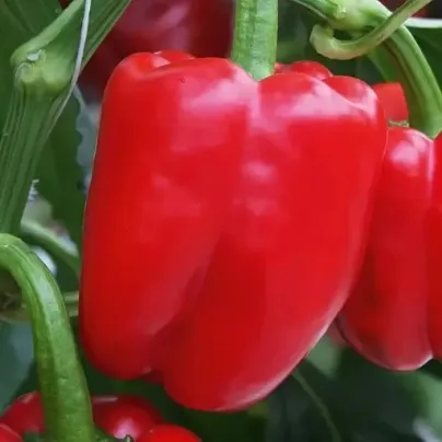 Paprika Beluga Red F1 - Capsicum annuum - osivo papriky - 5 ks