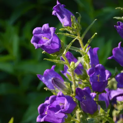 Zvonek zahradní Champion F1 Blue - Campanula medium - osivo zvonku - 15 ks