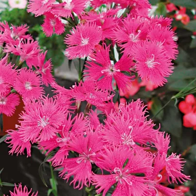 Hvozdík bradatý Bouquet Purple F1 - Dianthus barbatus - osivo hvozdíku - 20 ks