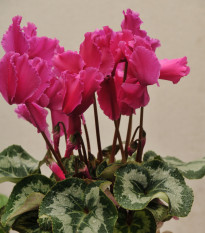 Brambořík perský Halios Curly Rose F1 - Cyclamen persicum - osivo bramboříku - 6 ks