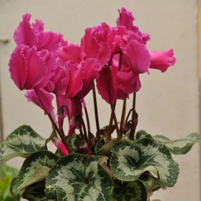 Brambořík perský Halios Curly Rose F1 - Cyclamen persicum - osivo bramboříku - 6 ks