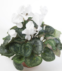 Brambořík perský Halios Pure White F1 - Cyclamen persicum - osivo bramboříku - 6 ks