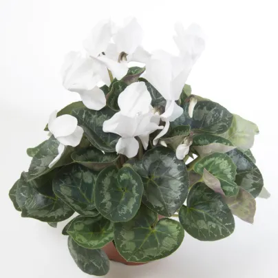 Brambořík perský Halios Pure White F1 - Cyclamen persicum - osivo bramboříku - 6 ks