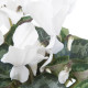 Brambořík perský Halios Pure White F1 - Cyclamen persicum - osivo bramboříku - 6 ks