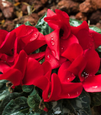 Brambořík perský Halios Bright Scarlet F1 - Cyclamen persicum - osivo bramboříku - 6 ks