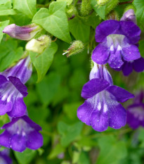 Asarina pnoucí Mystic Purple - Asarina scandens - osivo asariny - 20 ks