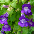 Asarina pnoucí Mystic Purple - Asarina scandens - osivo asariny - 20 ks