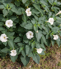 Andělské trumpety - Durman obecný - Datura stramonium - osivo durmanu - 5 ks