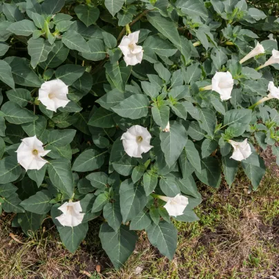 Andělské trumpety - Durman obecný - Datura stramonium - osivo durmanu - 5 ks