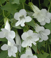 Asarina Snowhite - Asarina scandens - osivo asariny - 20 ks