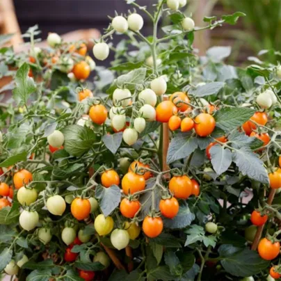 Rajče Tiny Temptations Orange PhR - Solanum lycopersicum - osivo rajčat - 5 ks