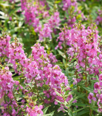 Angelionie úzkolistá Serenita pink - Angelonia angustifolia - osivo angelonie - 6 ks