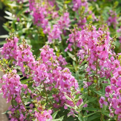 Angelionie úzkolistá Serenita pink - Angelonia angustifolia - osivo angelonie - 6 ks