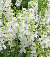 Angelionie úzkolistá Serenita white - Angelonia angustifolia - osivo angelonie - 6 ks