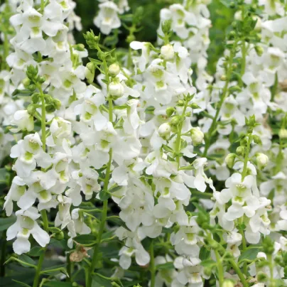 Angelionie úzkolistá Serenita white - Angelonia angustifolia - osivo angelonie - 6 ks