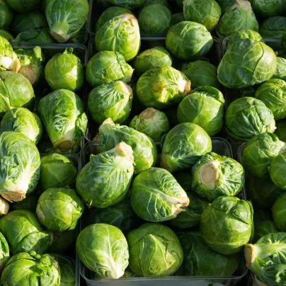 BIO Kapusta růžičková Dagan F1 - Brassica oleracea - bio osivo kapusty - 20 ks