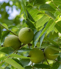 Ořešák černý - Juglans nigra - osivo ořešáku - 2 ks