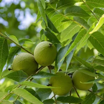 Ořešák černý - Juglans nigra - osivo ořešáku - 2 ks