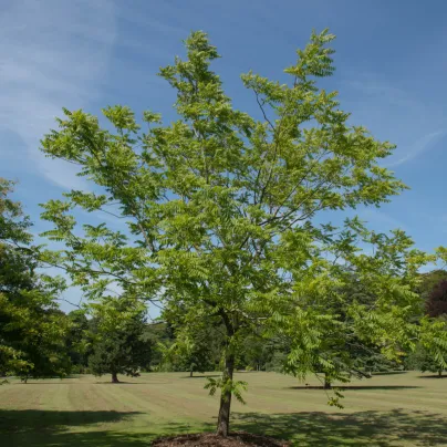 Ořešák černý - Juglans nigra - osivo ořešáku - 2 ks