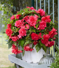 Begonie růžová - Begonia pendula maxima - hlízy begonie - 2 ks