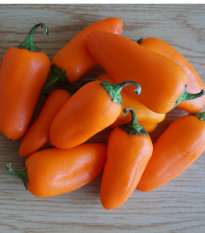 Paprika Snacking Orange - Capsicum anuum - osivo papriky - 5 ks