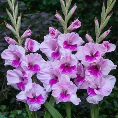 Gladiol Alannah - Gladiolus - hlízy gladiol - 3 ks