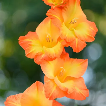 Gladiol Sunshine - Gladiolus - hlízy gladiol - 3 ks