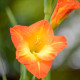 Gladiol Sunshine - Gladiolus - hlízy gladiol - 3 ks