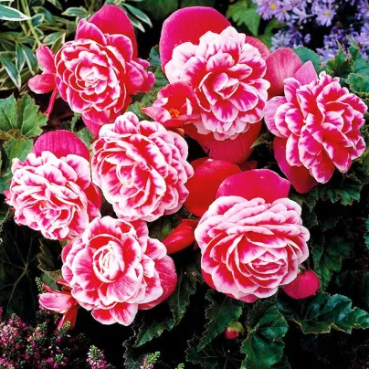 Begonie Camellia - Begonia - hlízy begonie - 2 ks