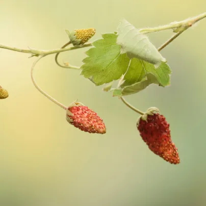 Jahodník lesní Mignonette - Fragaria vesca - osivo jahodníku - 15 ks