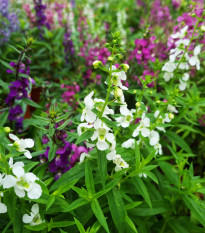 Angelonie směs barev - Angelonia angustifolia - osivo angelonie - 6 ks