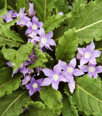 Mandragora lékařská - Mandragora officinalis - semena mandragory - 6 ks