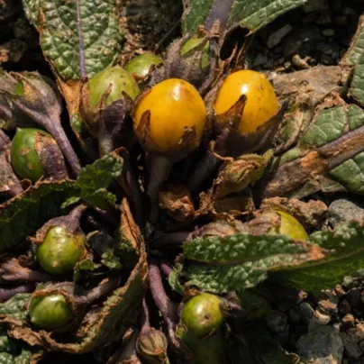 Mandragora lékařská - Mandragora officinalis - semena mandragory - 6 ks