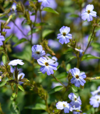 Broválie americká Blue Lady - Browallia americana - osivo broválie - 20 ks