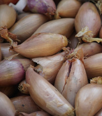 Cibule sazečka Rosanna - Allium Rosanna - cibulky sazečky - 500 g