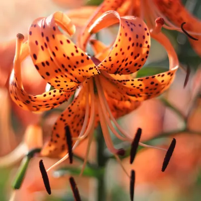 Lilie Tigrinum - Lilium - cibule lilií - 1 ks